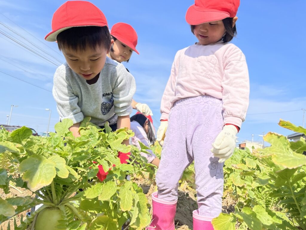 大根堀り