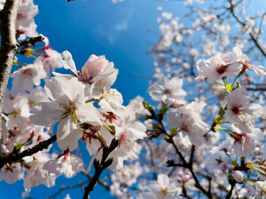 令和８年度がスタートしました